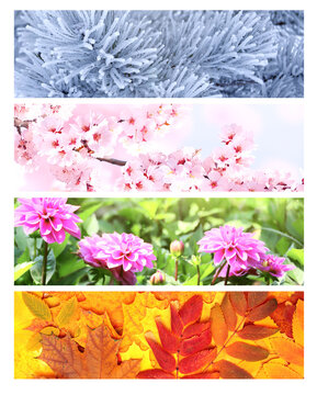 Four season of year. Set of horizontal nature banners. Each one features scene of nature, from the gentle snowfall of winter to the vibrant leaves of summer. Perfect for showcasing changing seasons