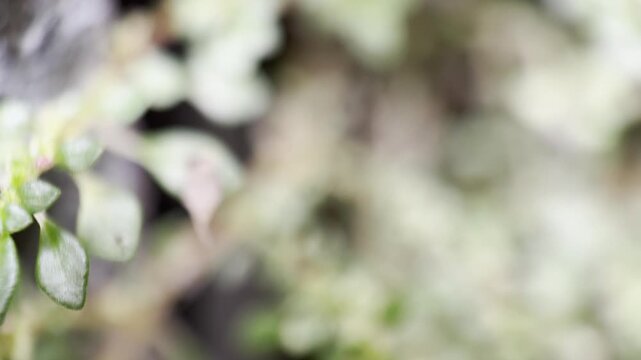 Macro green plants with soft focus motion, ideal for eco, wellness, and nature visuals.