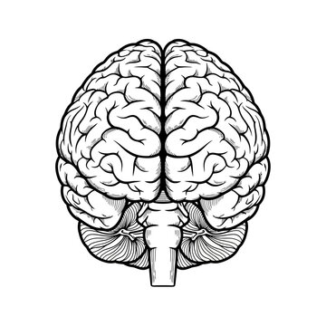 "Abstract Human Brain Illustration Featuring Neural Network with Detailed Eye Element"


