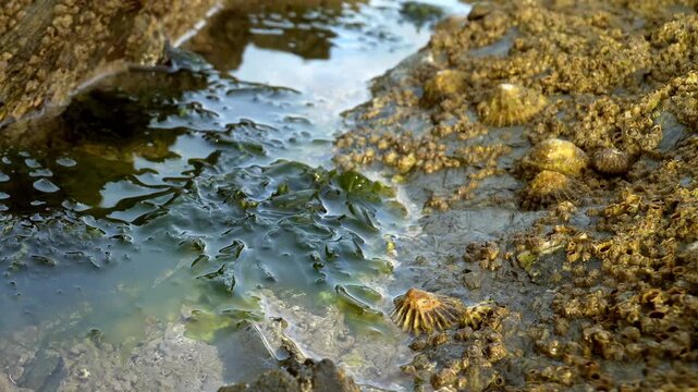Rock pool with seaweed and limpet sails scene stock footage