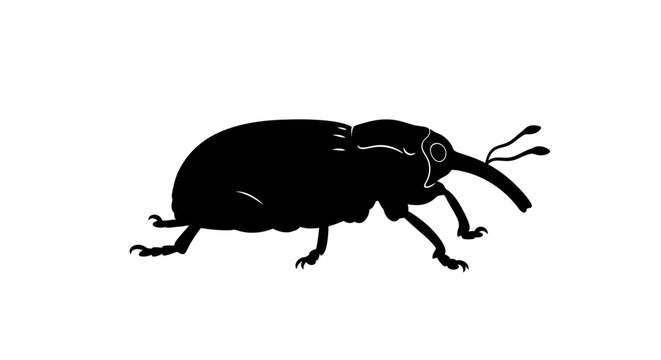Black silhouette of a beetle insect.
