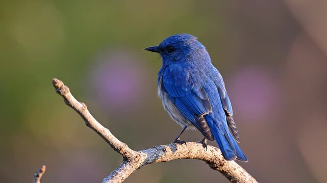 Vibrant blue songbird perched on a dry branch, small wild bird in nature, colorful avian wildlife sitting on a twig with soft bokeh background