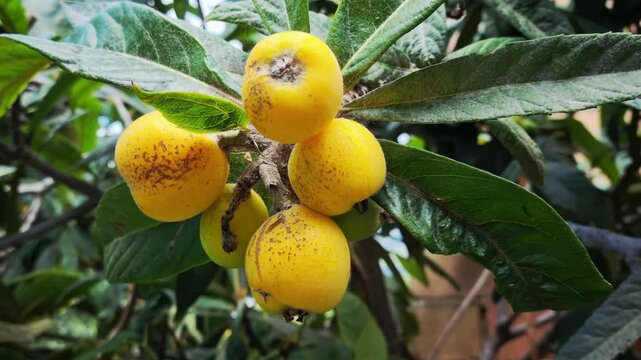 Close-up of ripe loquat fruits (Eriobotrya japonica) growing on a tree branch, surrounded by green leaves