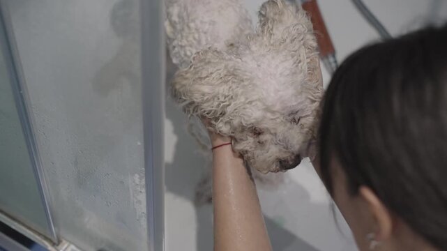 Home groomer washing cute poodle dog in bathtub