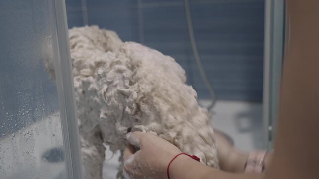 Home groomer washing a white poodle puppy