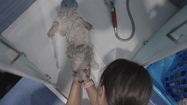Pet owner washing small dog in shower cabin