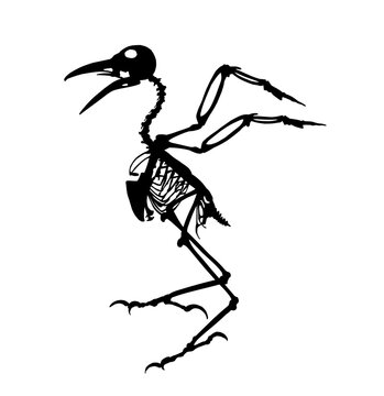 The silhouette skeleton of big bird.
