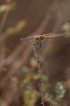 Female Red-veined darter (Sympetrum fonscolombii) sitting on a twig in the Camargue, France.