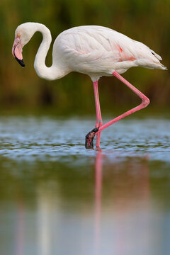 Greater flamingo (Phoenicopterus roseus) standing in the shallow water of a lagoon in the Camargue, France.