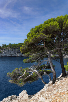 Coastal landscape in the Calanque de Port Pin in the Calanques national park in the south of France.