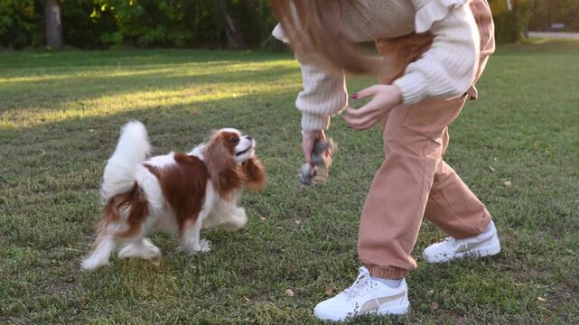 A girl plays dog toy plate, boomerang with a spaniel in a park in autumn. Dog training and exercise
