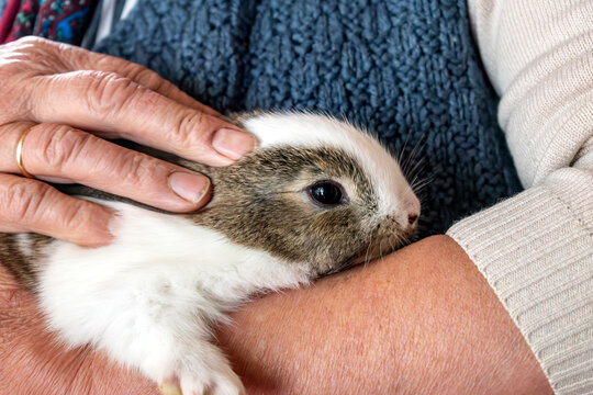 Baby rabbits in a rabbit hutch, cuniculus