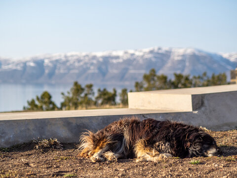 Cute dog laying in the sun outside of Sevanavank in front of concrete stairs with a view of snow covered mountains and Lake Sevan in the background