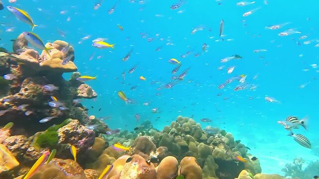 Snorkeling in the Red Sea. A girl in a swimsuit, fins and an underwater mask swims in the sea near a coral reef. Various schools of fish for diving and freediving at the seaside resorts of Egypt.