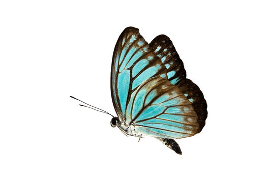 Beautiful closeup (Dark Glassy Tiger Butterfly). Beautiful blue butterfly flying isolated on white background. for graphics or advertising design.	