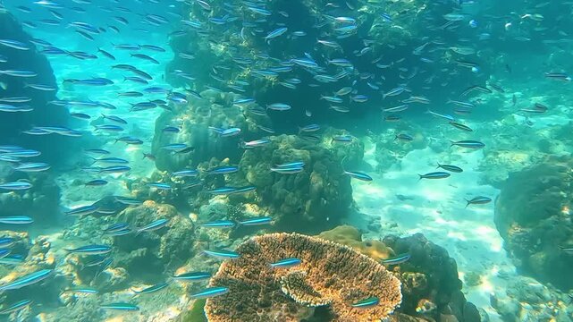 Snorkeling in the Red Sea. A girl in a swimsuit, fins and an underwater mask swims in the sea near a coral reef. Various schools of fish for diving and freediving at the seaside resorts of Egypt.