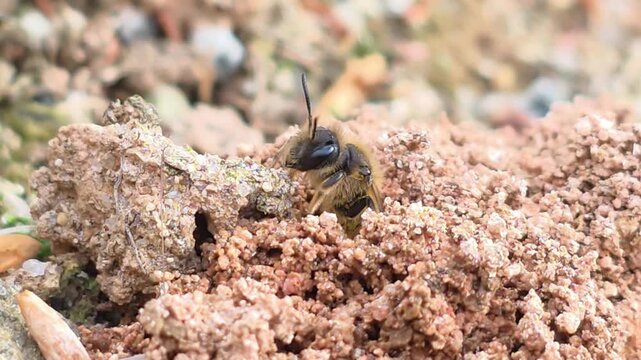 l
Ground Bee Peeking Out   (Individual E) Part 5 - Final Survey

