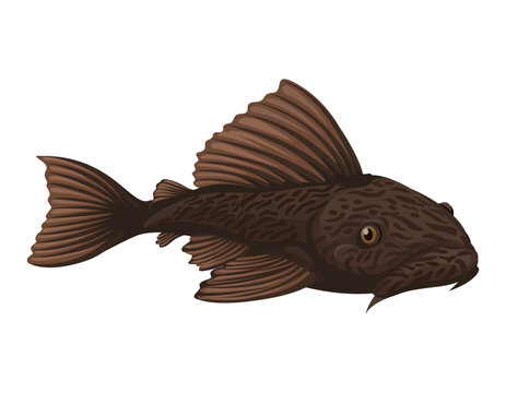 Pleco Fish Illustration Vector