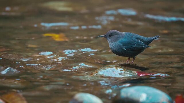 Lone American Dipper Bird On A Freshwater River In Vancouver Island, BC, Canada. Close-up Shot