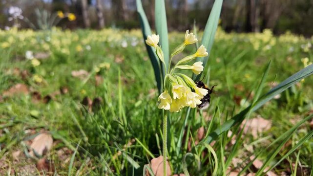 Bumblebee collecting pollen from yellow cowslip flowers on a sunny spring day
