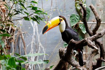 Fototapeta premium A Toco Toucan (Ramphastos toco) perched on a tree branch, displaying its large brightly colored beak in a lush tropical environment.