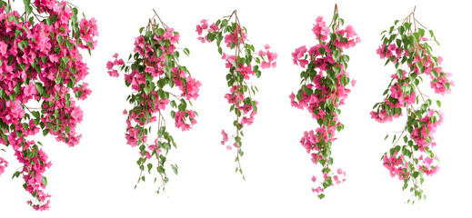 Pink bougainvillea flower branches isolated on white © Kstock