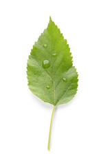 Fototapeta premium Green apple tree leaf with water drops isolated on white background