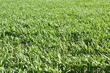 Fototapeta premium Green corn field growing young maize plants