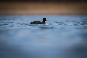 Ptaki, natura, woda, zwierzęta, wiosna,  © Adrian Jaśpiński