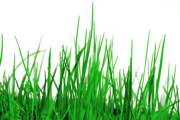 Fototapeta premium green grass of high-qualityisolated on a transparent background, perfect for adding to your design.