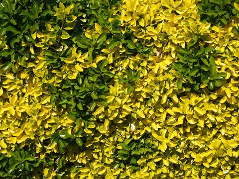 Green and yellow leaves creating a natural foliage pattern