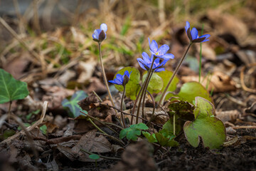 Kwiaty, natura, las, fotografia leśna, wiosna © Adrian Jaśpiński