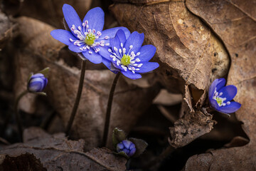 Kwiaty, natura, las, fotografia leśna, wiosna © Adrian Jaśpiński