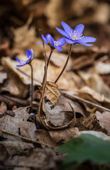 Kwiaty, natura, las, fotografia leśna, wiosna © Adrian Jaśpiński