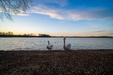 Ptaki, natura, woda, zwierzęta, wiosna,  © Adrian Jaśpiński