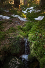 Kwiaty, natura, las, fotografia leśna, wiosna © Adrian Jaśpiński