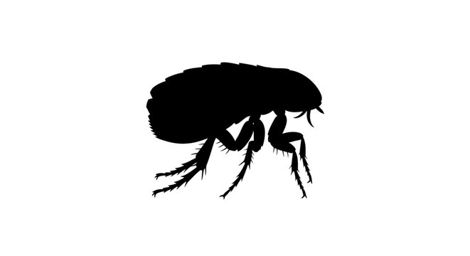 Black silhouette of a flea insect.