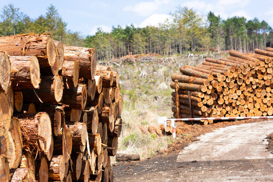 林業　貯木