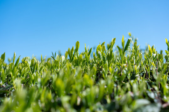 茶畑　青空