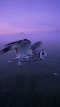 Owl in misty landscape at sunset