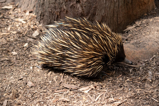 this is a side view of an echidna