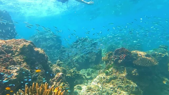 Snorkeling in the Red Sea. A girl in a swimsuit, fins and an underwater mask swims in the sea near a coral reef. Various schools of fish for diving and freediving at the seaside resorts of Egypt.