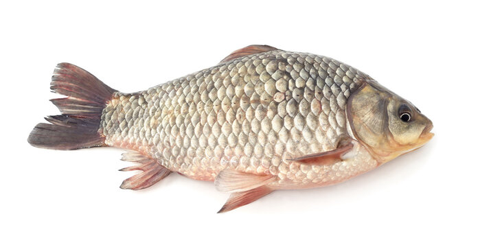 Fresh raw crucian carp fish on white background.