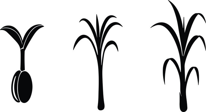 Corn Maize Plant Growth Stages Icon Set with Seed Sprout Young Stalk and Mature Tassel Silhouettes for Agriculture Farming Ecology Designs