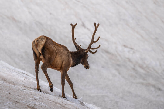 Resting Elk on Alpine Slope in Rocky Mountain NP, Colorado