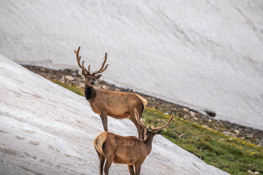Resting Elk on Alpine Slope in Rocky Mountain NP, Colorado