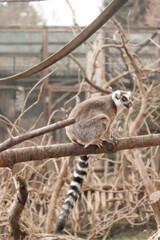 Fototapeta premium Close-up portrait of a cute lemur with expressive eyes at Zájezd Zoo, charming wildlife photography of exotic primate in a naturalistic habitat, Czech Republic, March 2026