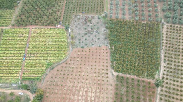 Close Aerial Over Patchwork Fields Showing Rows, Vehicle Track, Healthy Vines And Handsfree Scouting