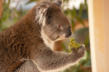 the koala is eating eucalypt leaves © susan flashman