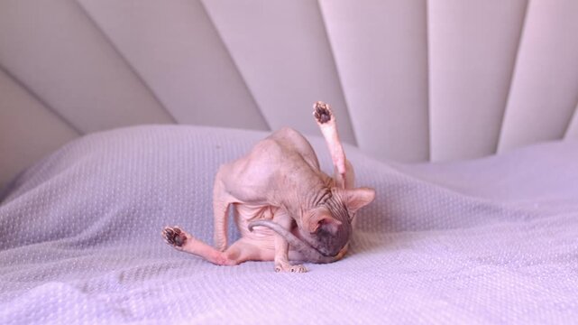 Egyptian sphinx cat licking himself while sitting on the bed. Close-up of a bald cat licking his body. Slow motion